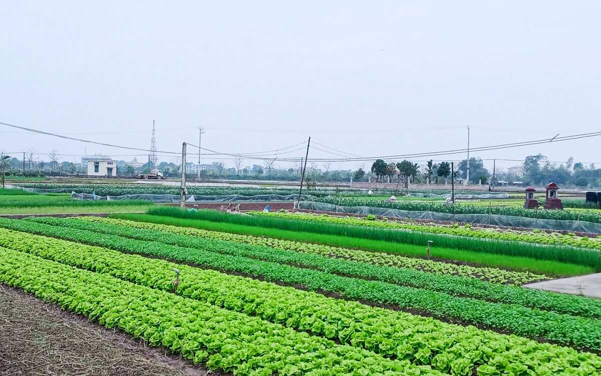 Đất nông nghiệp đứng tên chồng bị thu hồi, vợ có được hỗ trợ chuyển đổi nghề