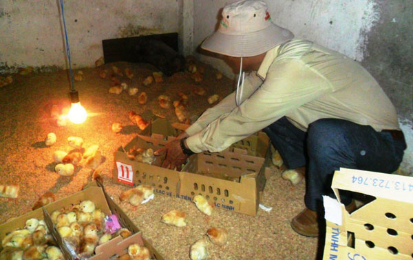 Tín hiệu mới từ gà đeo kính