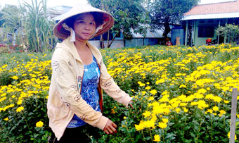 Trồng hoa cúc Tiger thu nhập khá
