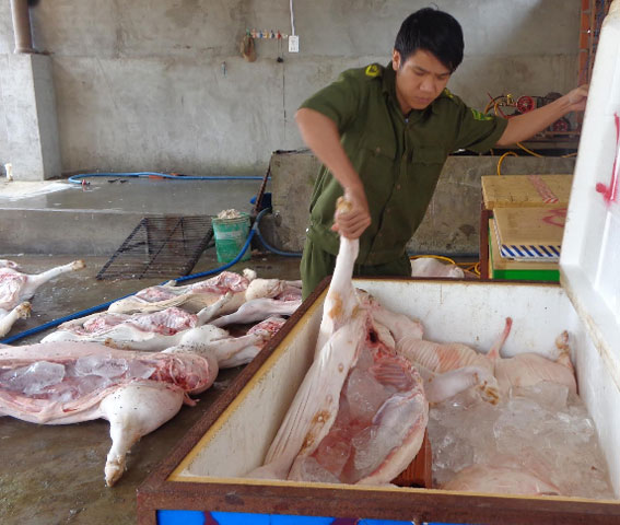 Phát hiện, tiêu hủy 400kg thịt heo bốc mùi hôi thối