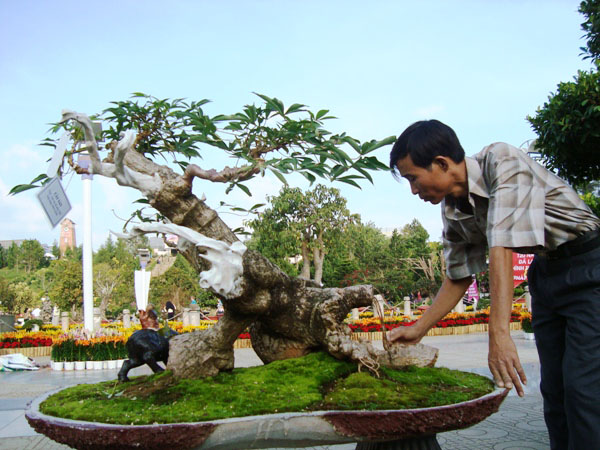 Lạ mắt tác phẩm Bonsai lão mỳ