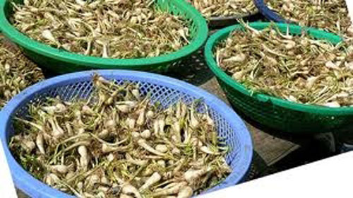 Chọn kiệu làm dưa