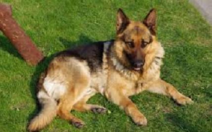 Lắp camera trong nhà, phát hiện bạn lạm dụng với chó