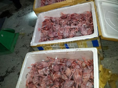 Phát hiện 3 000 con chim cút ướp lạnh đang bốc mùi