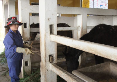 Trại ngựa Bá Vân