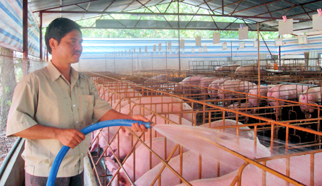 Giá heo hơi đang tăng nhẹ