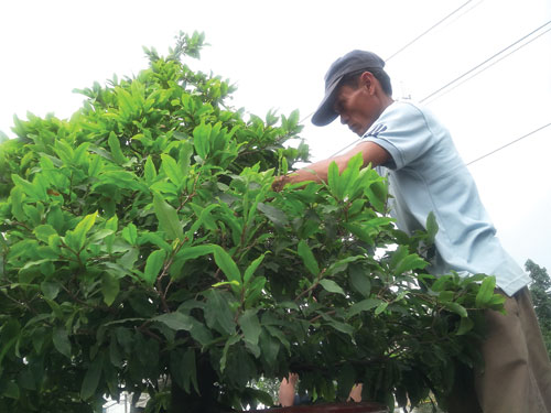 Mai Tết bắt đầu xuống phố