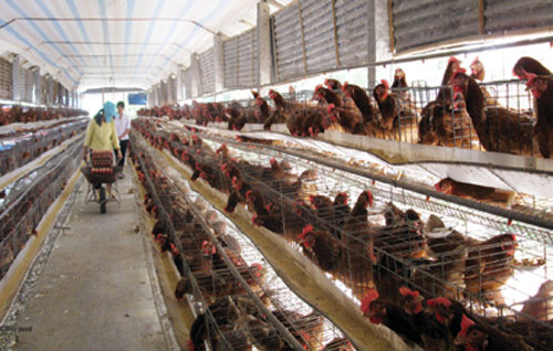 Cam kết nguồn thịt an toàn, dồi dào