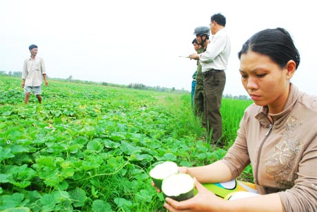 Thiệt hại trên 100 triệu đồng vì trồng dưa lạ