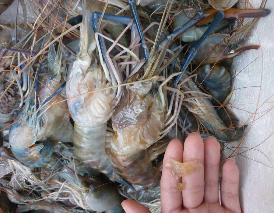 Bắt 26kg tôm càng xanh bơm thạch rau câu