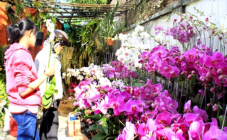 Hoa lan tết bán chạy