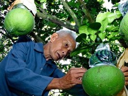 Gà Đông Tảo cháy hàng, bưởi hồ lô khan hiếm