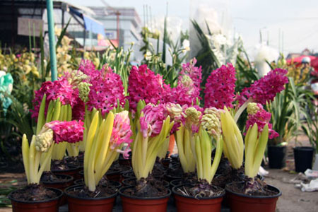 Mê hồn trận hoa cảnh Trung Quốc bủa vây người dùng