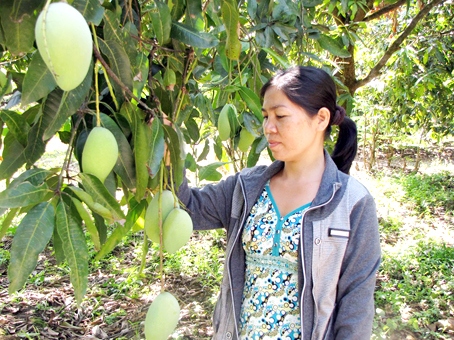 Giá xoài tăng mạnh