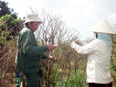 Tất bật mùa mai Tết