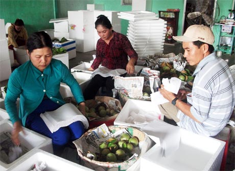 Nhà vườn kỳ vọng vào mùa trái cây Tết