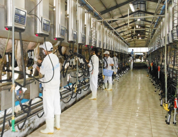 Hệ thống vắt sữa tự động hiện đại được nhập khẩu từ châu Âu tại Trang trại bò sữa của Vinamilk tại Nghệ An