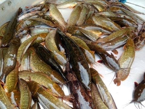 Cà Mau 20 tấn cá đồng ra chợ