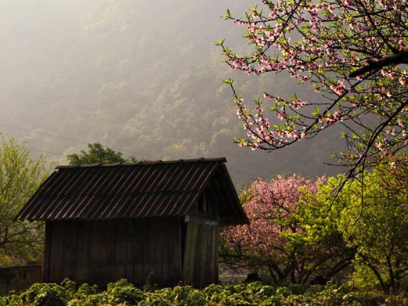 Tây Bắc bừng xuân