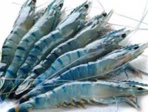 Năm 2014, xuất khẩu tôm vào Nhật Bản sẽ tăng mạnh