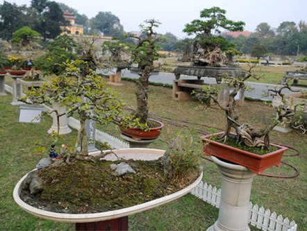 Hà Nội mở triển lãm cây cảnh nghệ thuật và hoa