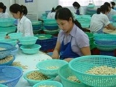 Việt Nam đứng đầu thế giới về xuất khẩu hạt điều 8 năm liền