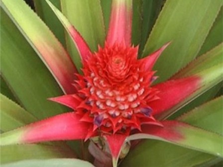 Trồng dứa son lãi gấp 10 lần dứa xanh