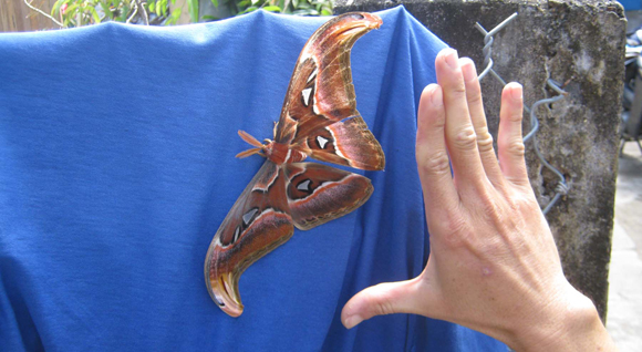 Chụp ảnh bướm lạ, bán được 5 000 đồng tấm