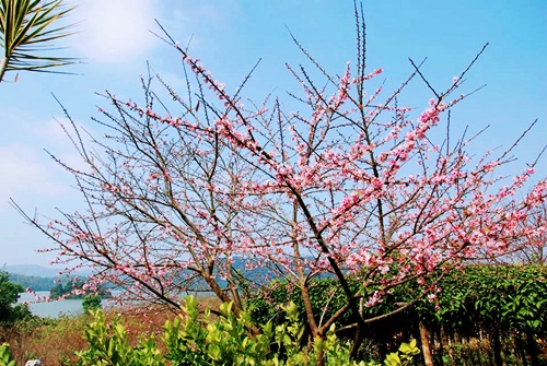 Hoa anh đào sakura trên đảo Mường Phăng