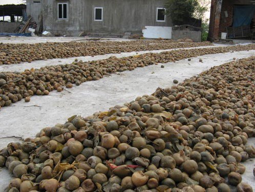 Nhấm ô mai rước chất độc vào người