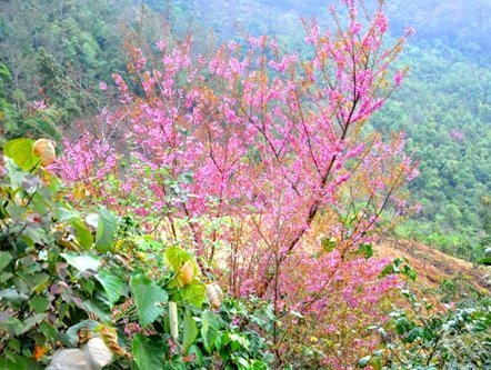 Mùa xuân đã về