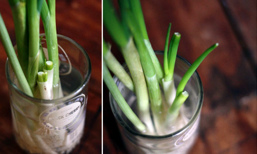 Độc chiêu trồng rau Thạch Sanh, ăn hết lại có