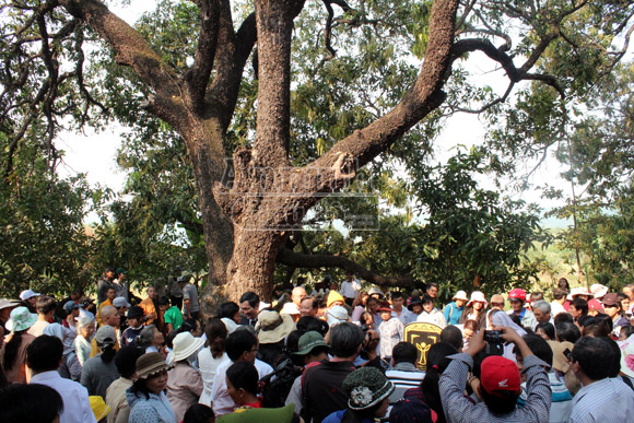 20 cụ xoài hàng trăm tuổi trở thành Cây di sản Việt Nam