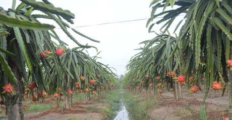 Sau Tết, giá thanh long vẫn tiếp tục đứng ở mức cao