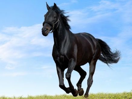 Con ngựa Xích thố