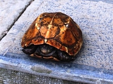 Rùa vàng ở suối cá thần được trả nửa tỷ đồng