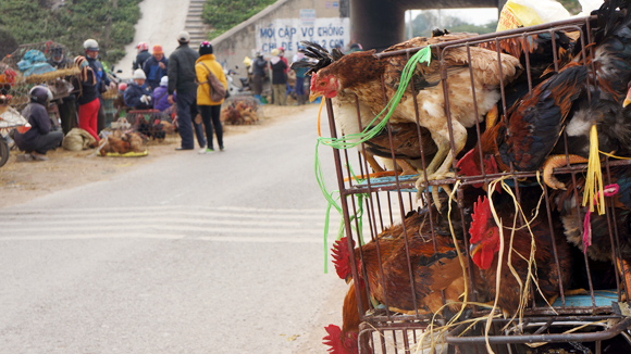 Virus H7N9 Nguy cơ xâm nhập rất cao