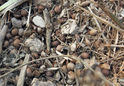 Vụ cáo buộc hôi nhãn Lòng dân tổn thương