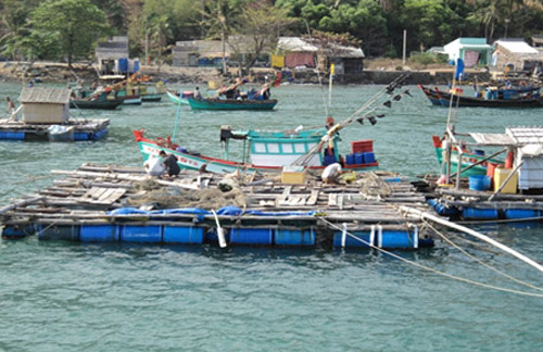 Ngư dân nuôi cá lồng bè trên biển ở Kiên Hải bị thiệt hại nặng vì sinh vật lạ.