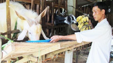 Anh Nguyễn Hồng Phước Khá lên nhờ nuôi dê