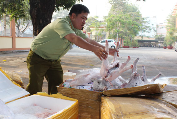 Bắt 1 xe chở heo sữa chết đã bốc mùi hôi thối