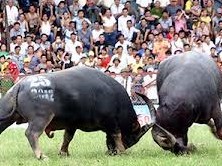 Thủ đô cũng sắp có hội chọi trâu