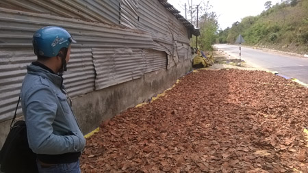 Thương lái TQ thu mua cả lá khoai lang, cây huyết đằng