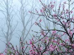 Người đến từ xứ hoa đào