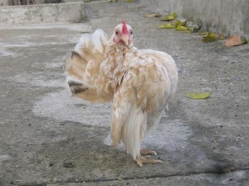 Thú chơi gà serama vương giả của giới trẻ