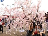 8 3 Lễ hội hoa anh đào Nhật Bản - Đến hẹn lại lên