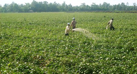 Cẩn trọng chuyện mua bán nông sản bất thường