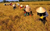 Gạo Việt thua Campuchia Nhà nước mới chỉ hỗ trợ doanh nghiệp