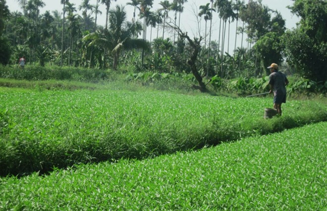 Tắm hóa chất, thuốc kích thích cho rau muống ở Sài Gòn