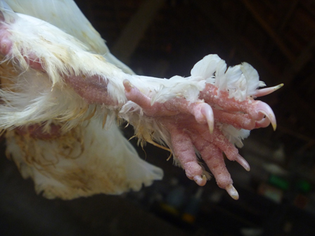 Kỳ lạ chim bồ câu có chín cựa